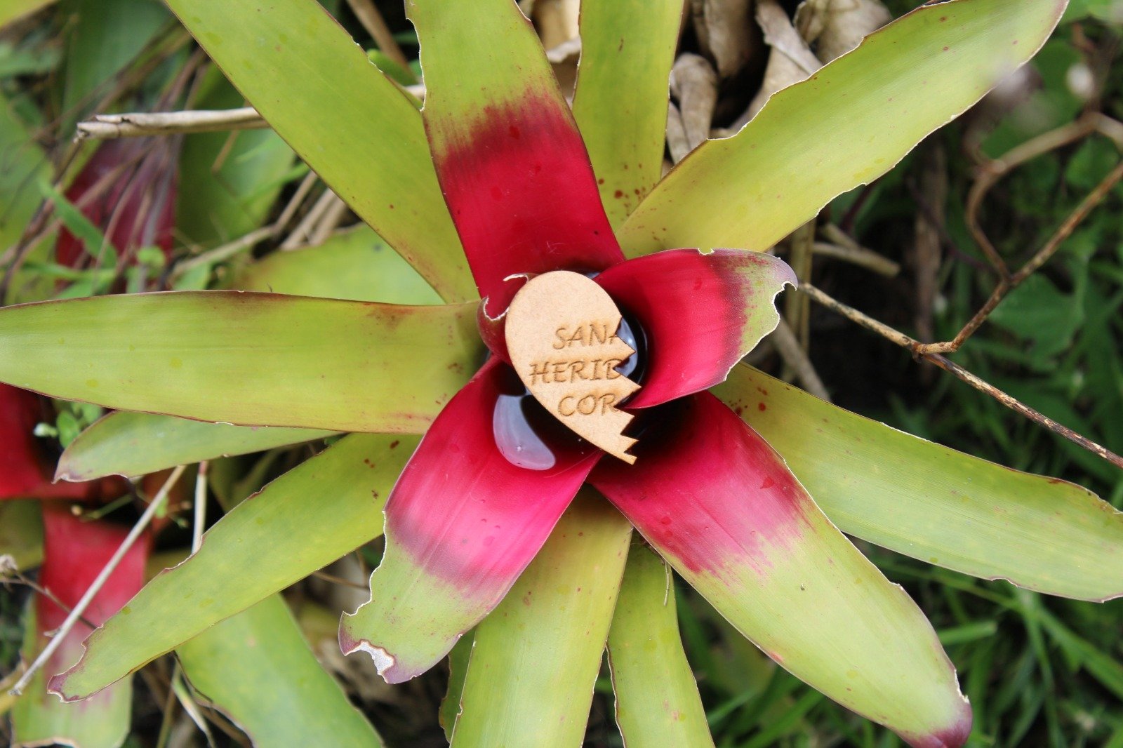 Sanar heridas del corazón